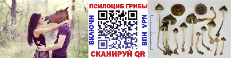 Псилоцибиновые грибы мицелий  хочу наркоту  Электрогорск 